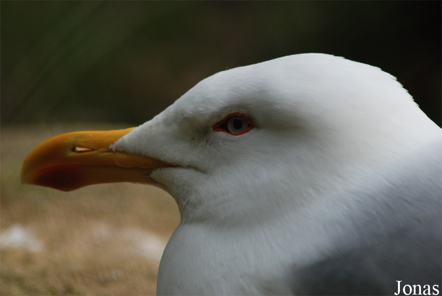 Larus argentatus argentatus