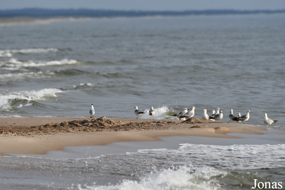 Curonian Spit National Park