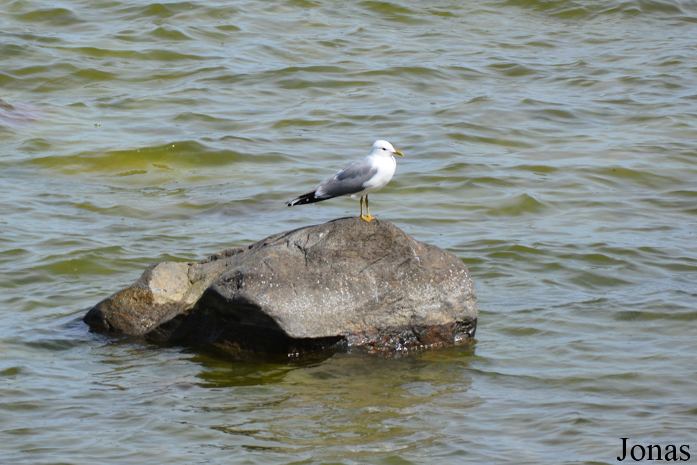 Larus canus / Eesti Vabaõhumuuseum / Visualiser dans la Galerie animalière