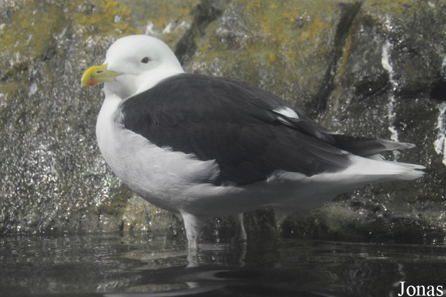 Larus marinus