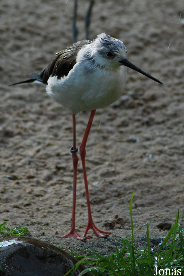 Himantopus himantopus