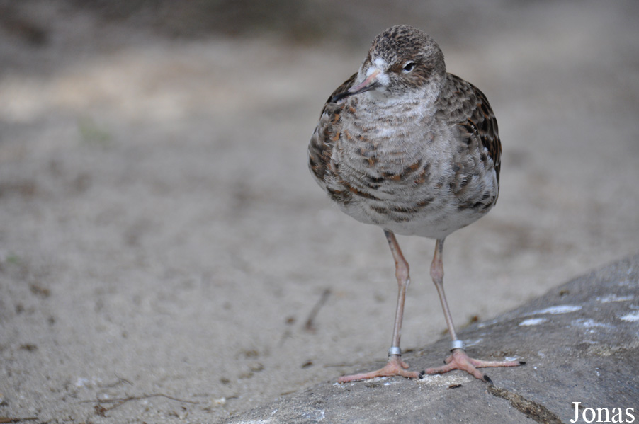 Calidris pugnax