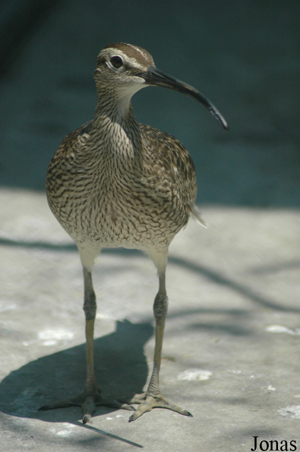 Numenius phaeopus