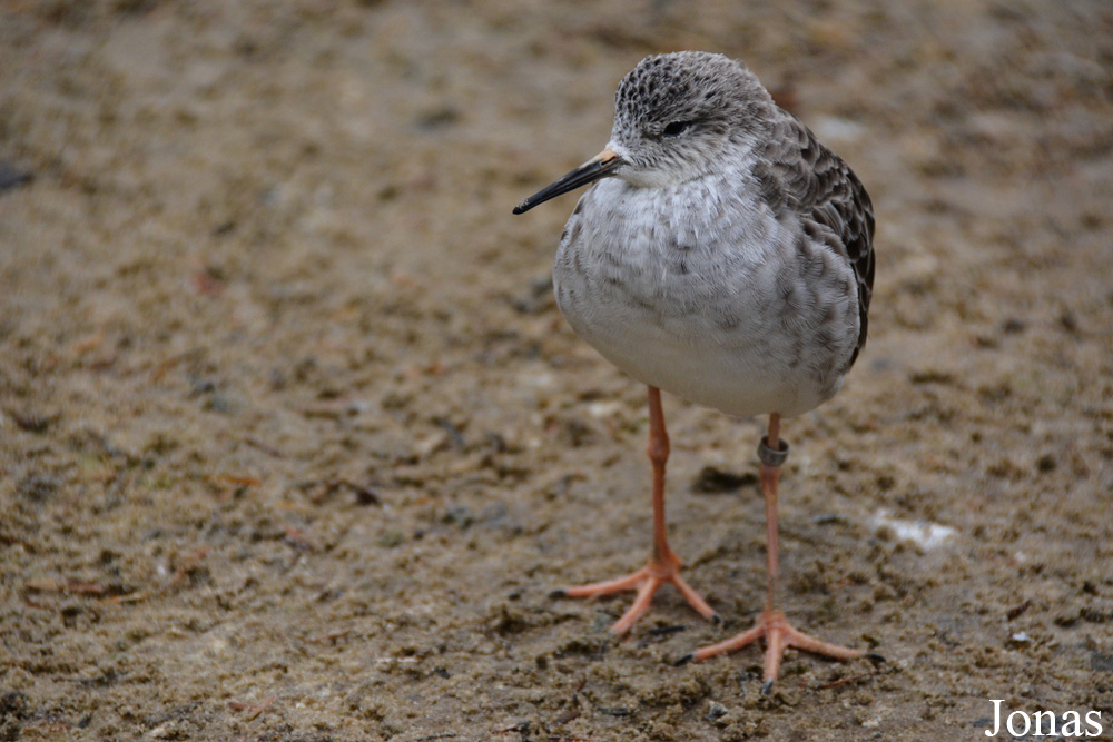 Tringa totanus