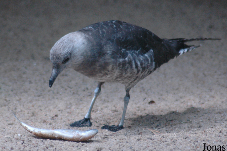Stercorarius parasiticus