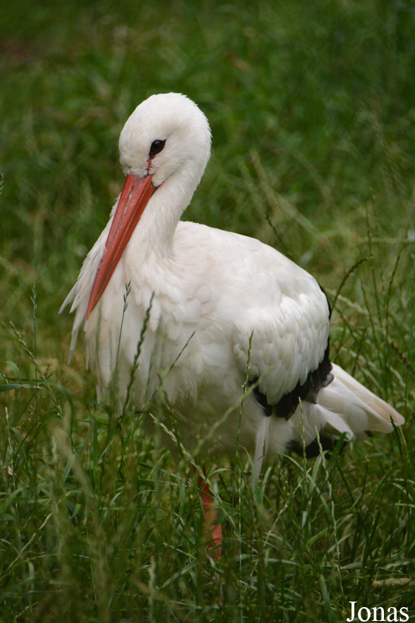 Ciconia ciconia