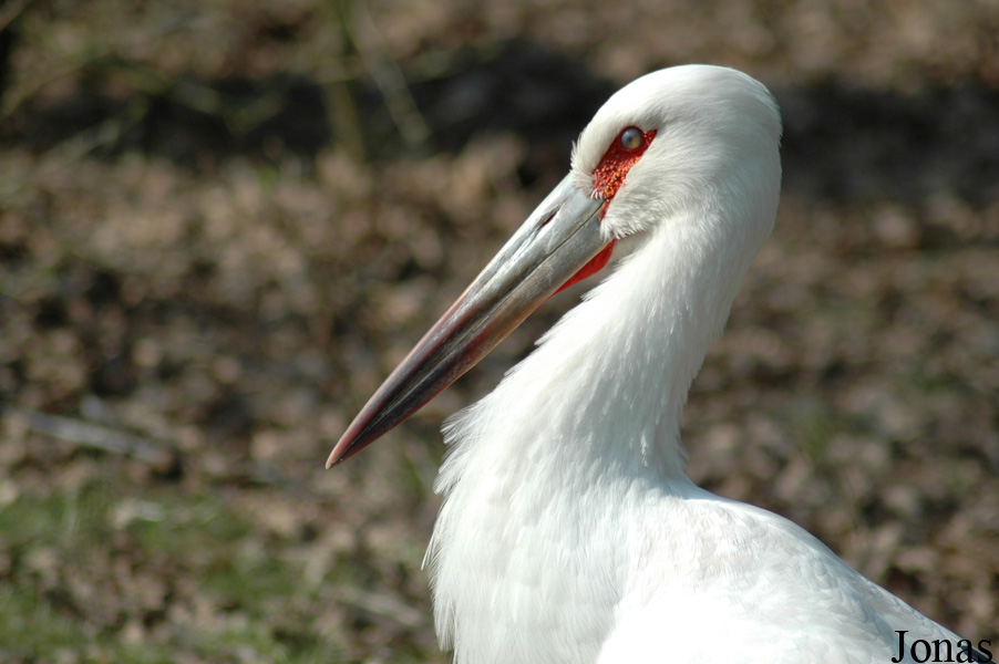 Ciconia maguari