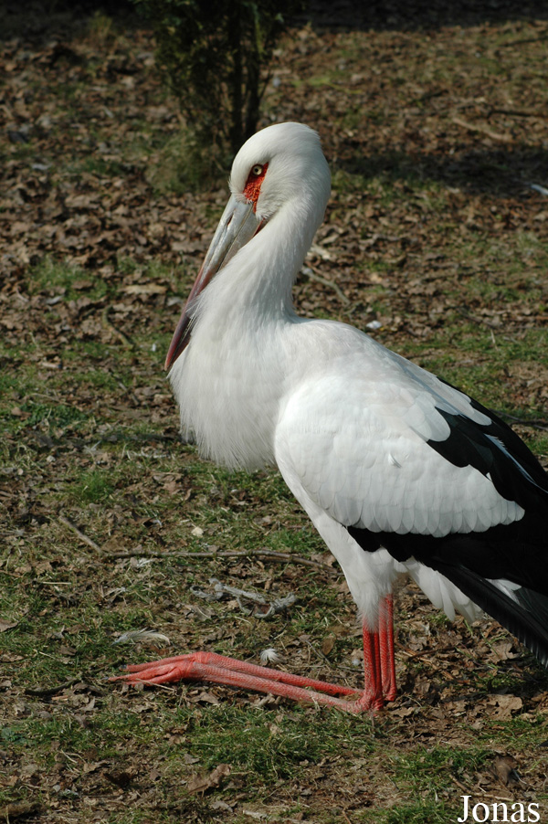 Ciconia maguari