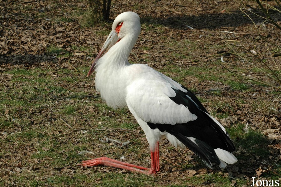 Ciconia maguari