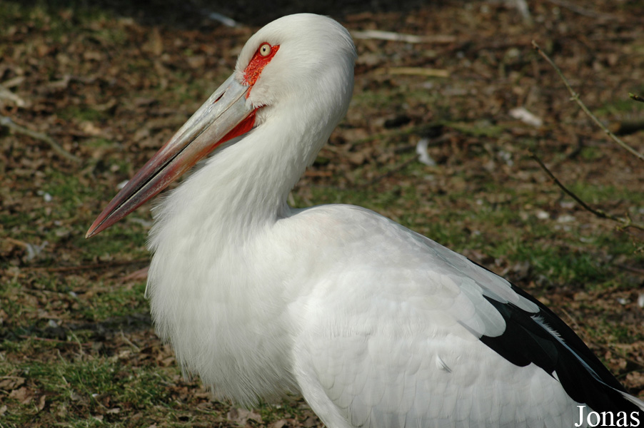 Ciconia maguari