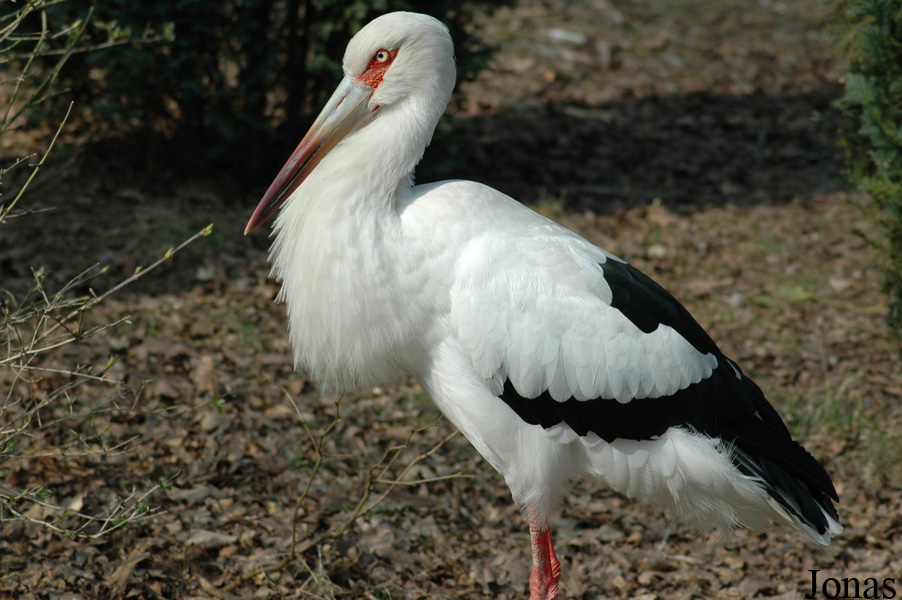 Ciconia maguari
