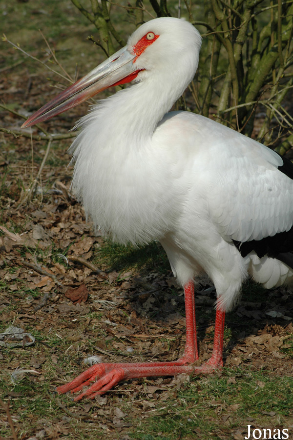 Ciconia maguari