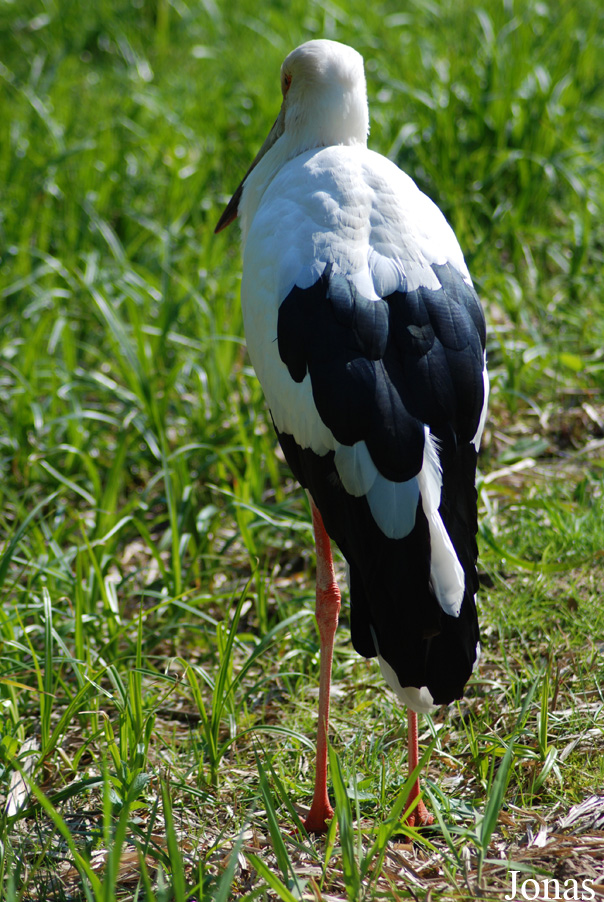 Ciconia maguari