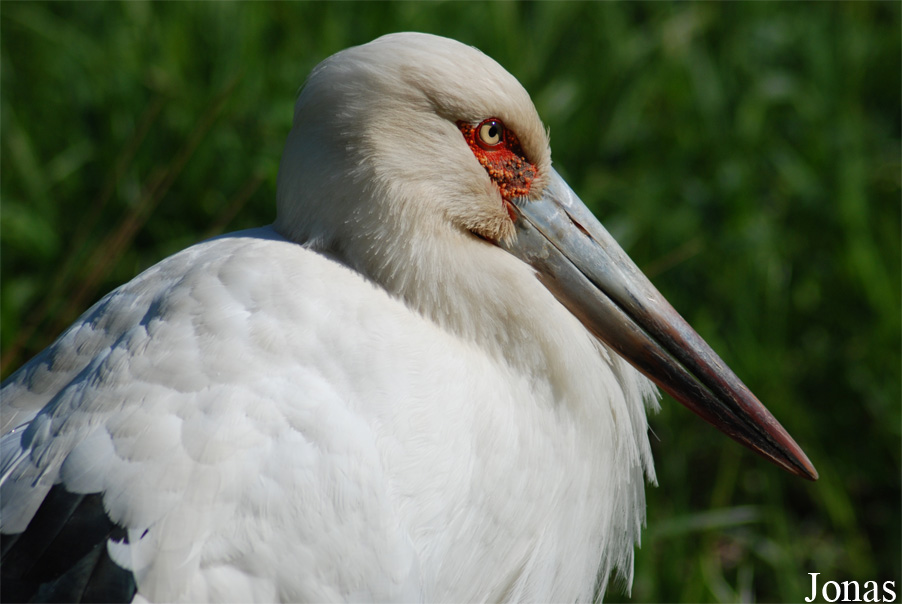 Ciconia maguari