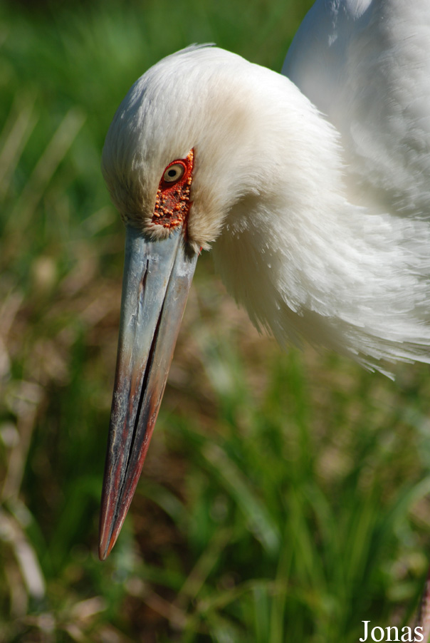 Ciconia maguari