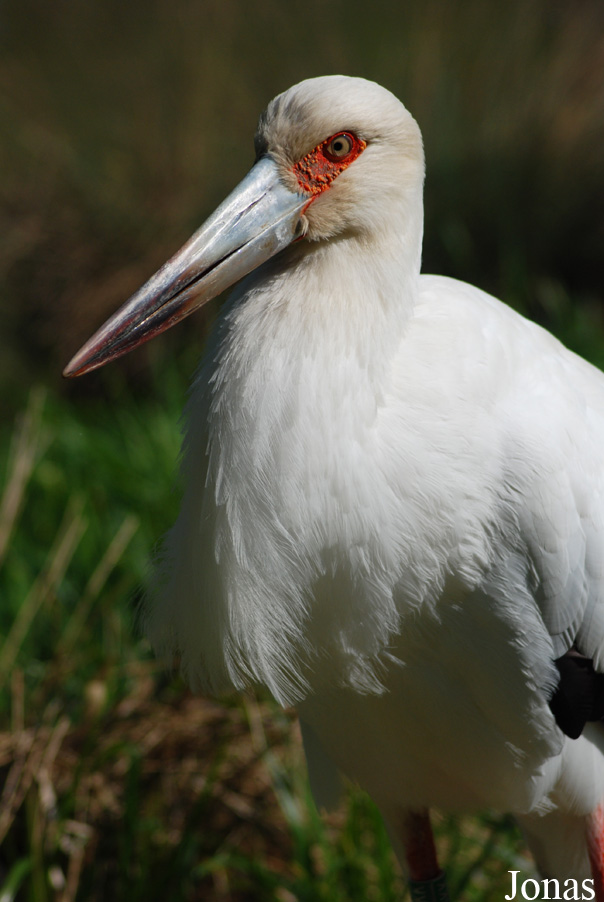 Ciconia maguari