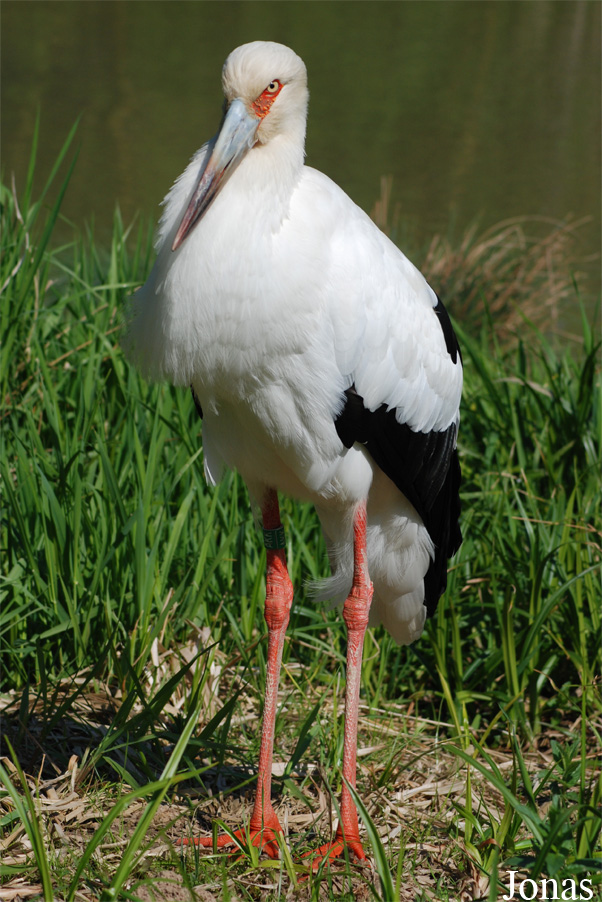 Ciconia maguari