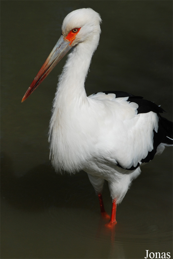 Ciconia maguari