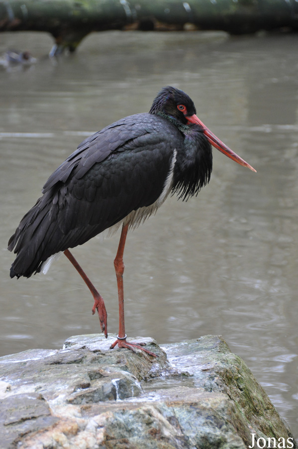 Ciconia nigra