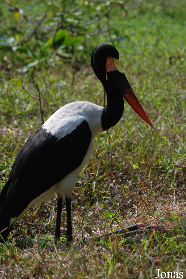 Ephippiorhynchus senegalensis