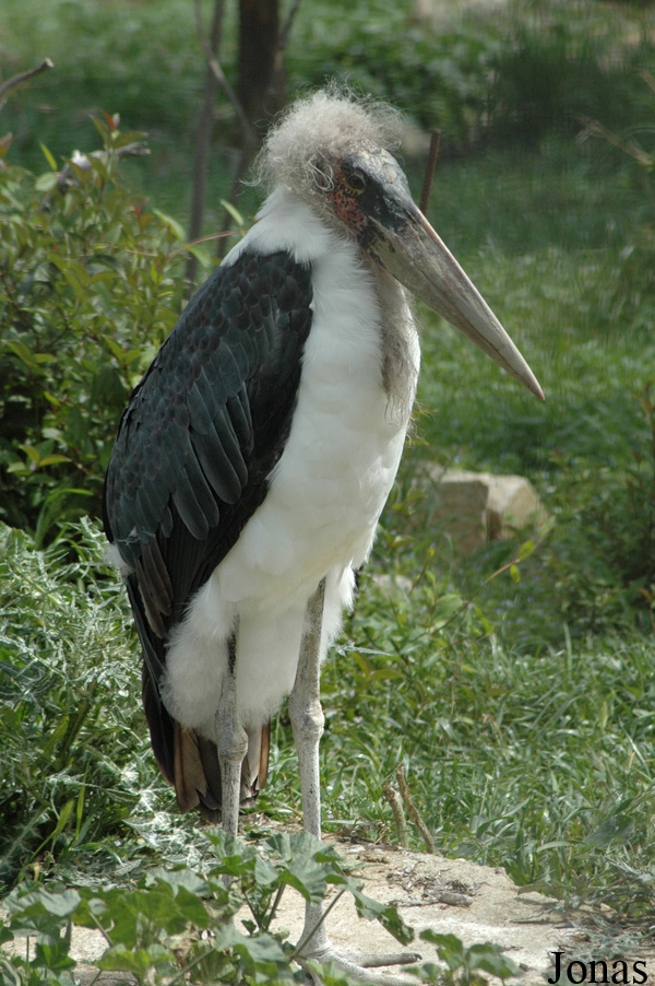 Leptoptilos crumeniferus