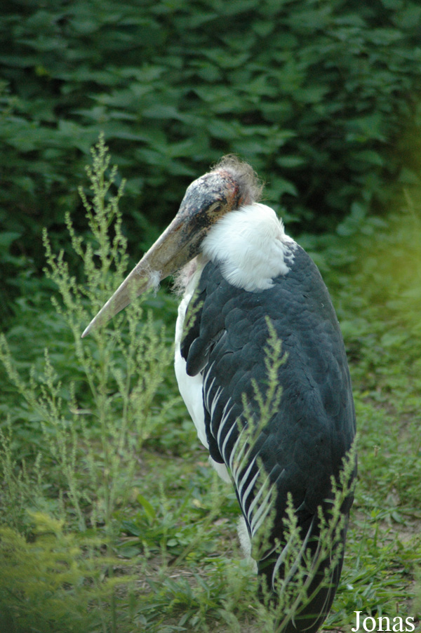 Leptoptilos crumeniferus
