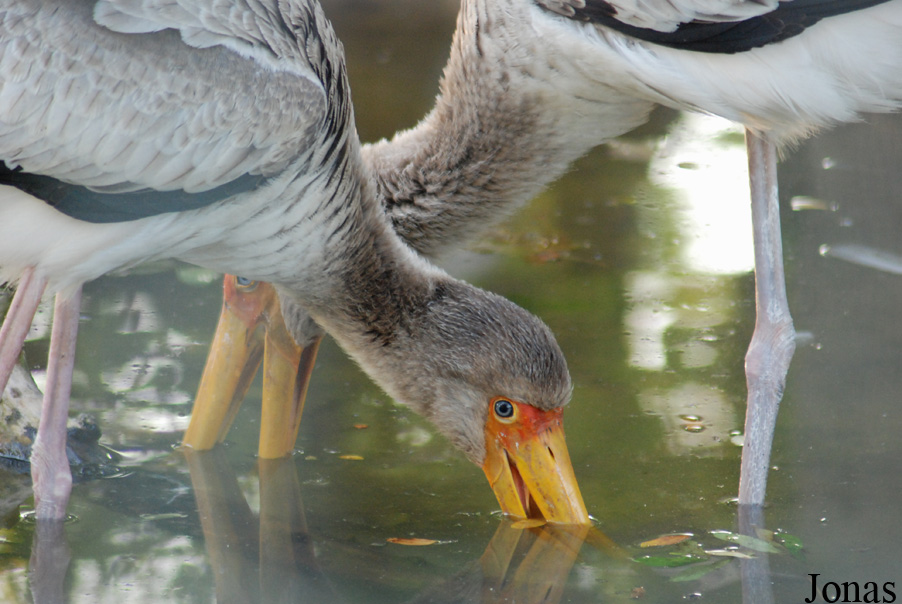 Mycteria ibis
