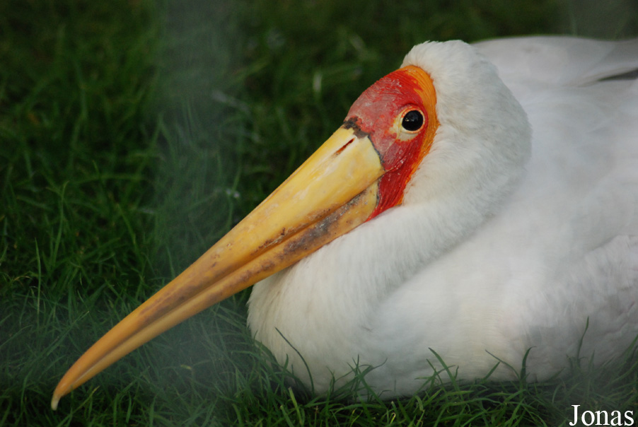 Mycteria ibis