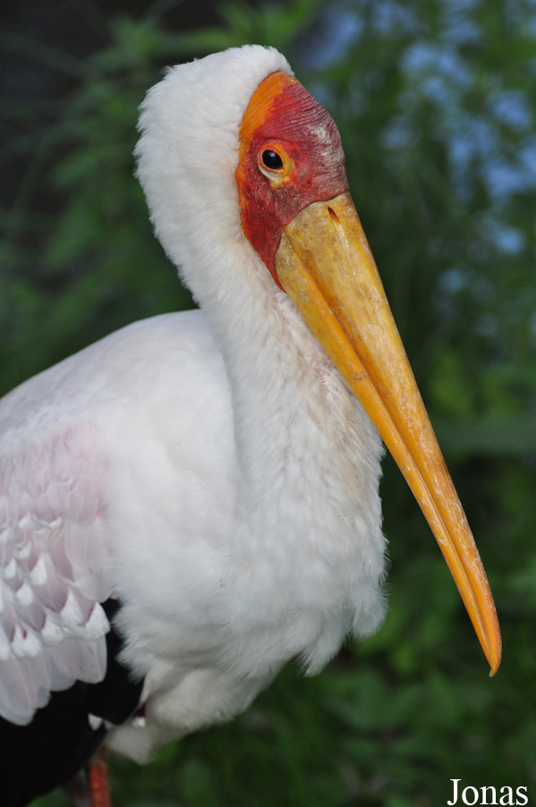 Mycteria ibis