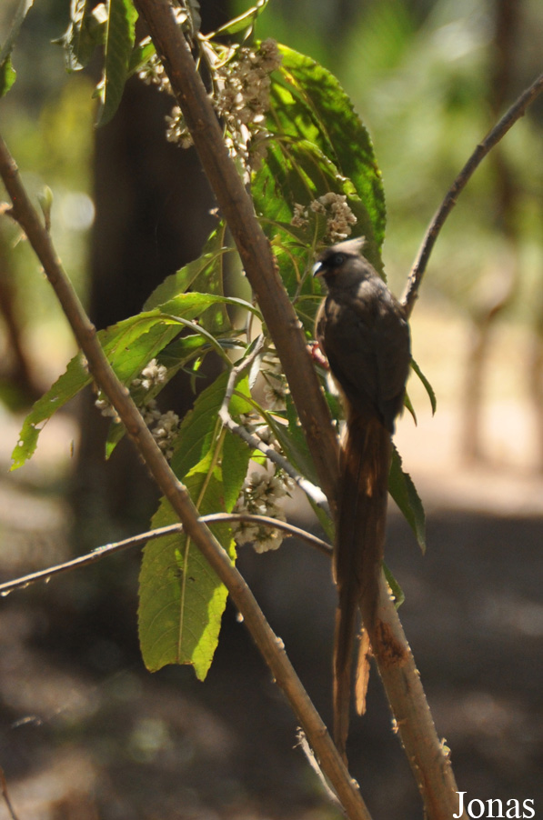 Colius striatus