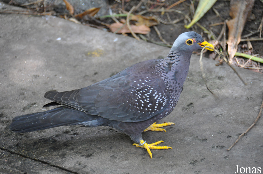 Columba arquatrix