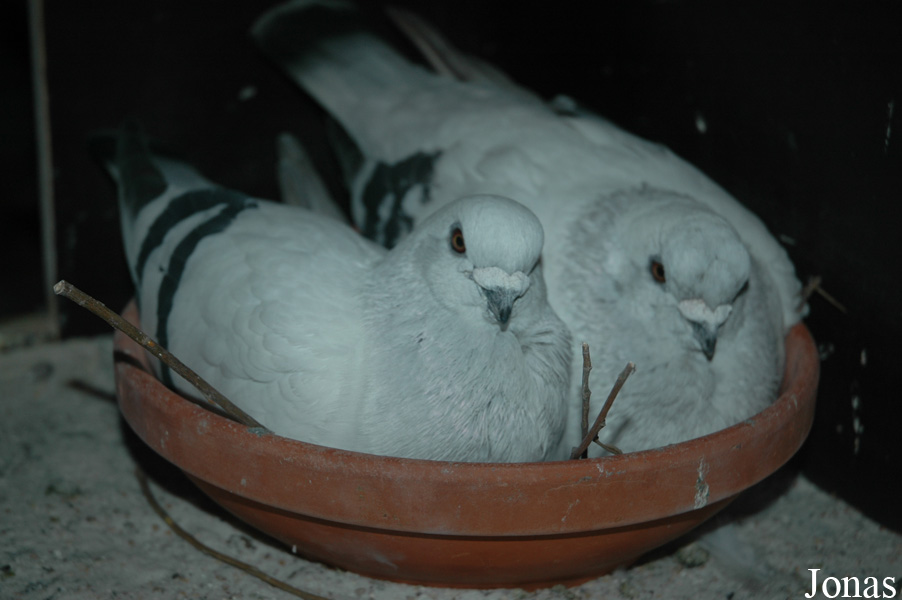 Pigeon domestique