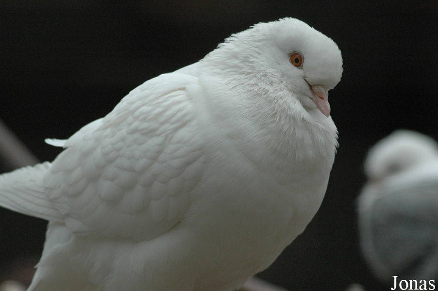Pigeon domestique