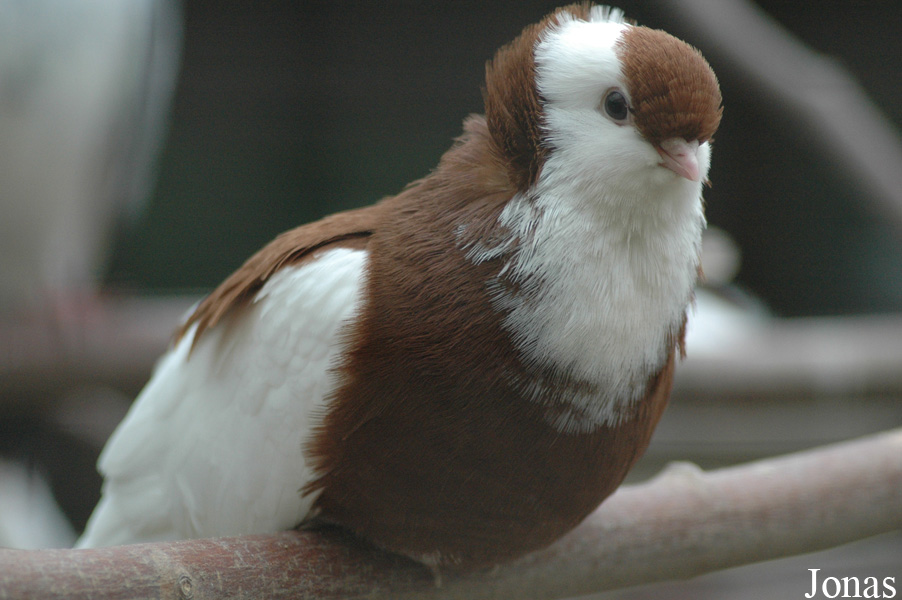 Pigeon domestique