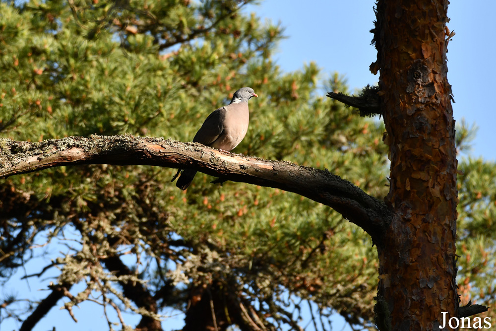 Curonian Spit National Park