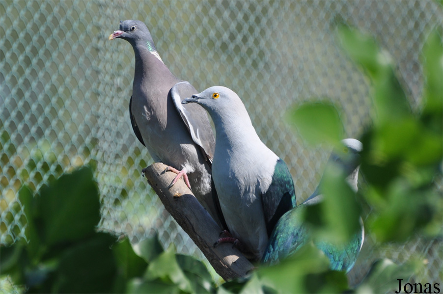 Columba palumbus