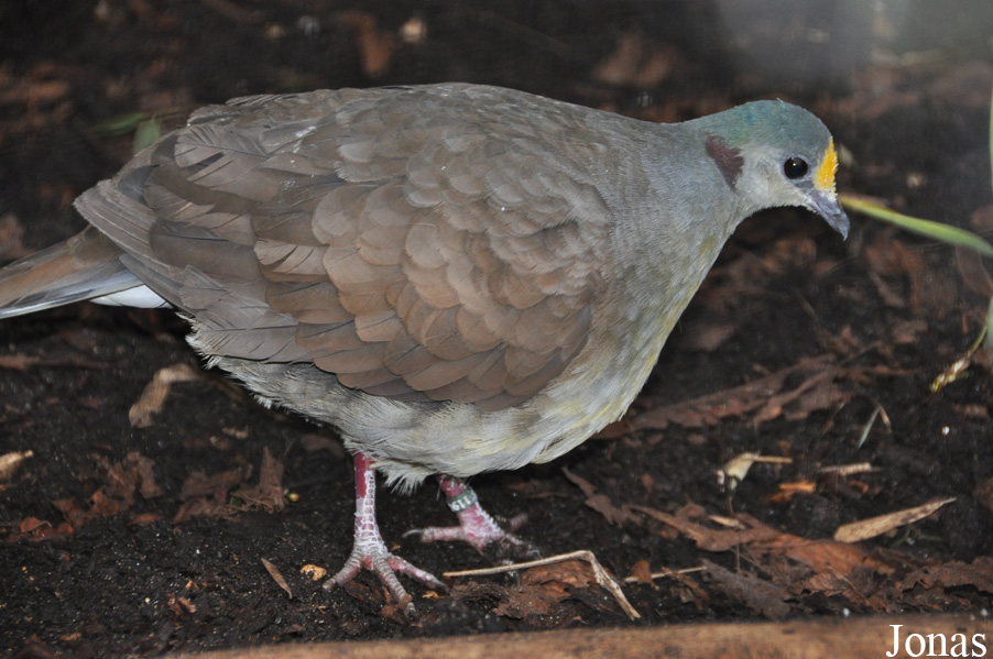 Gallicolumba tristigmata