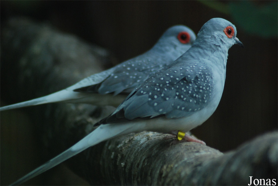 Geopelia cuneata