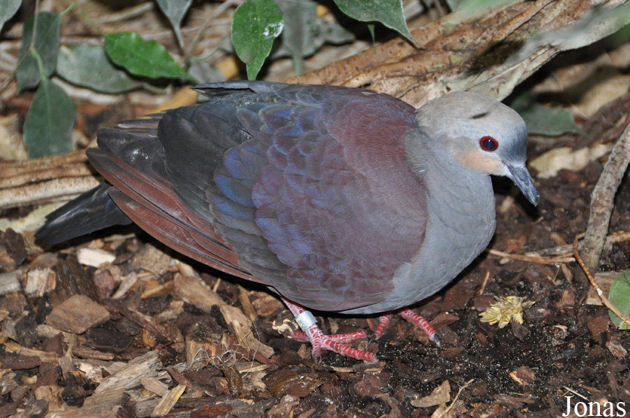 Geotrygon versicolor