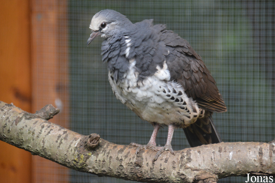 Leucosarcia melanoleuca