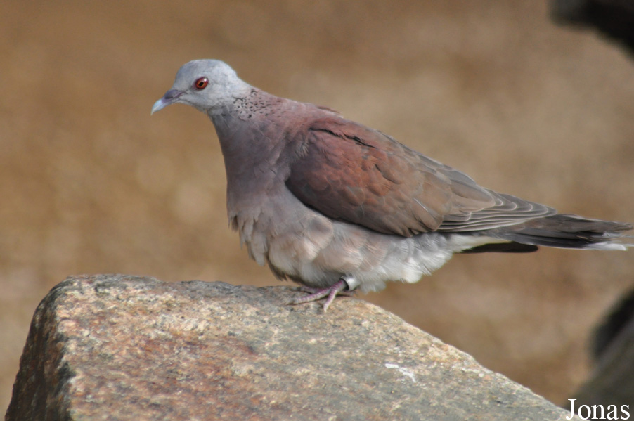 Nesoenas picturatus picturatus