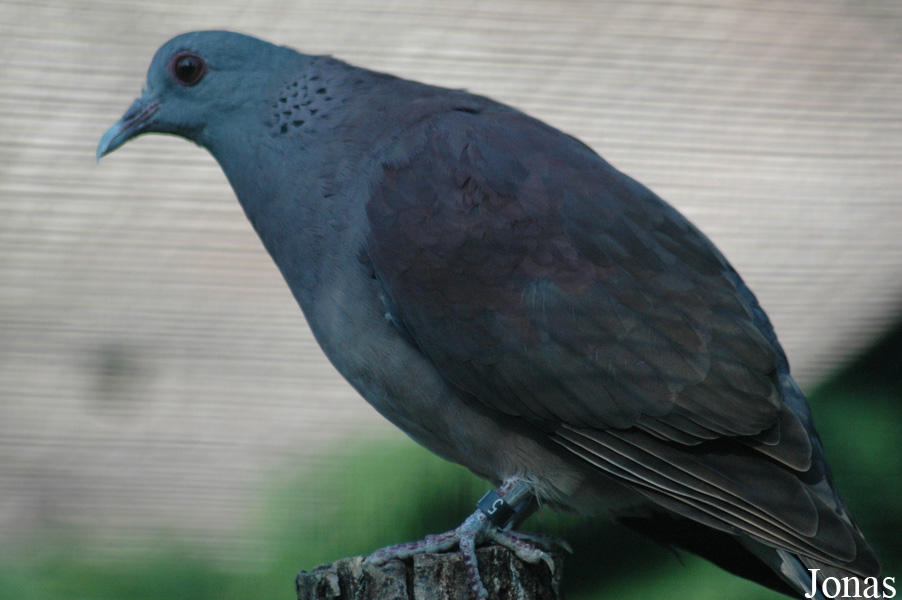 Nesoenas picturatus picturatus