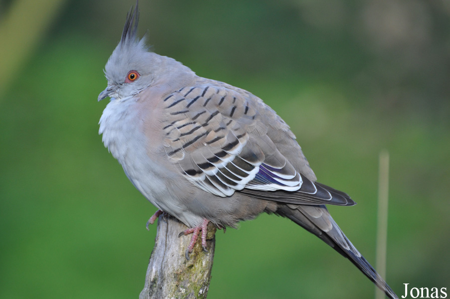 Ocyphaps lophotes