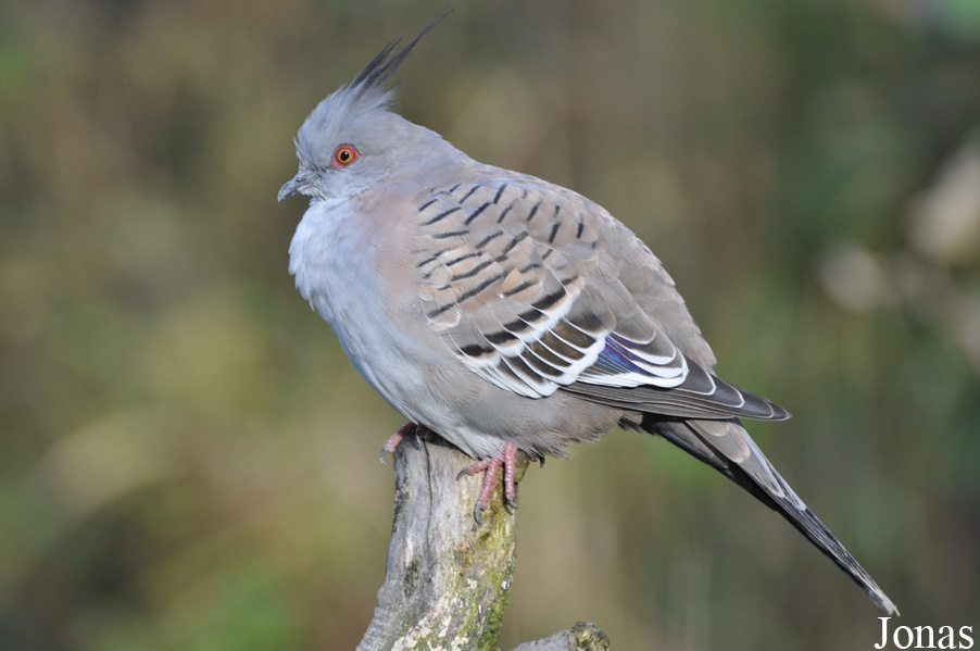 Ocyphaps lophotes