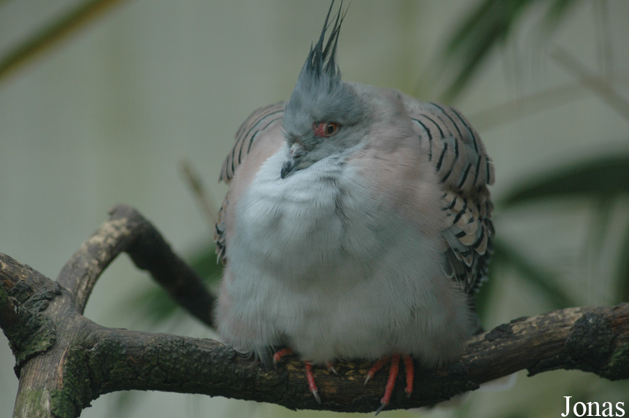 Ocyphaps lophotes