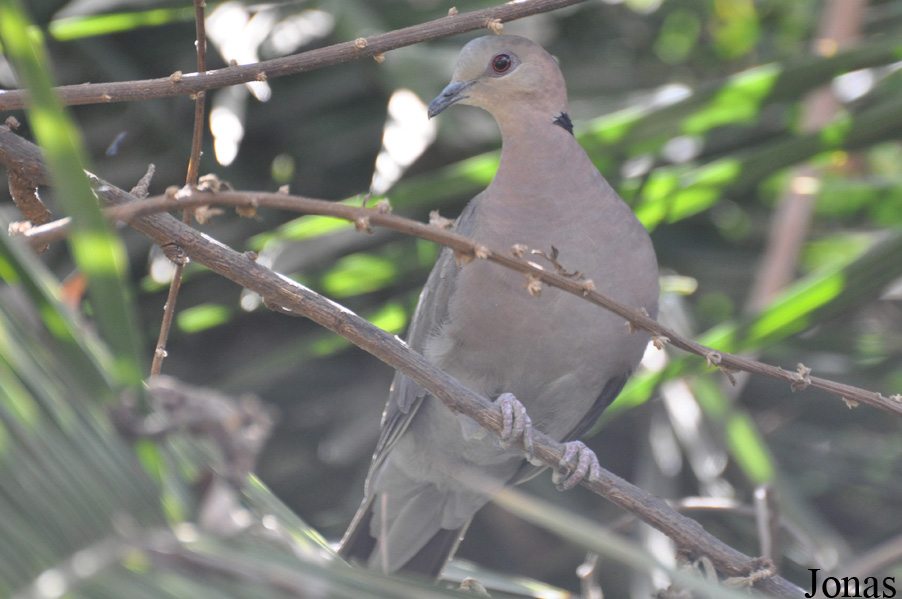Streptopelia semitorquata