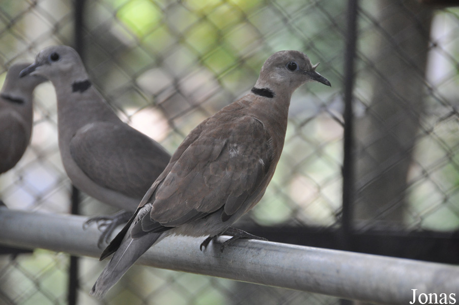 Streptopelia tranquebarica