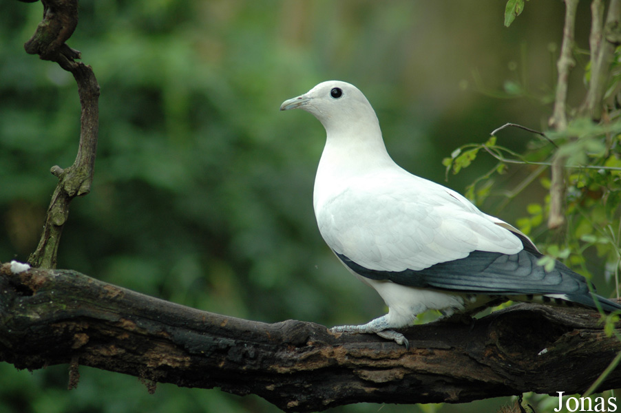 Ducula bicolor