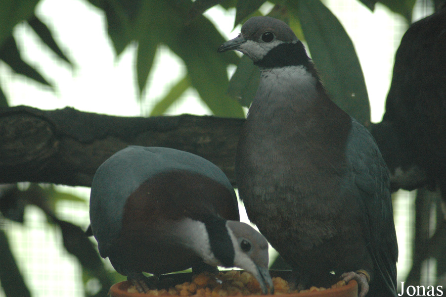 Ducula mullerii