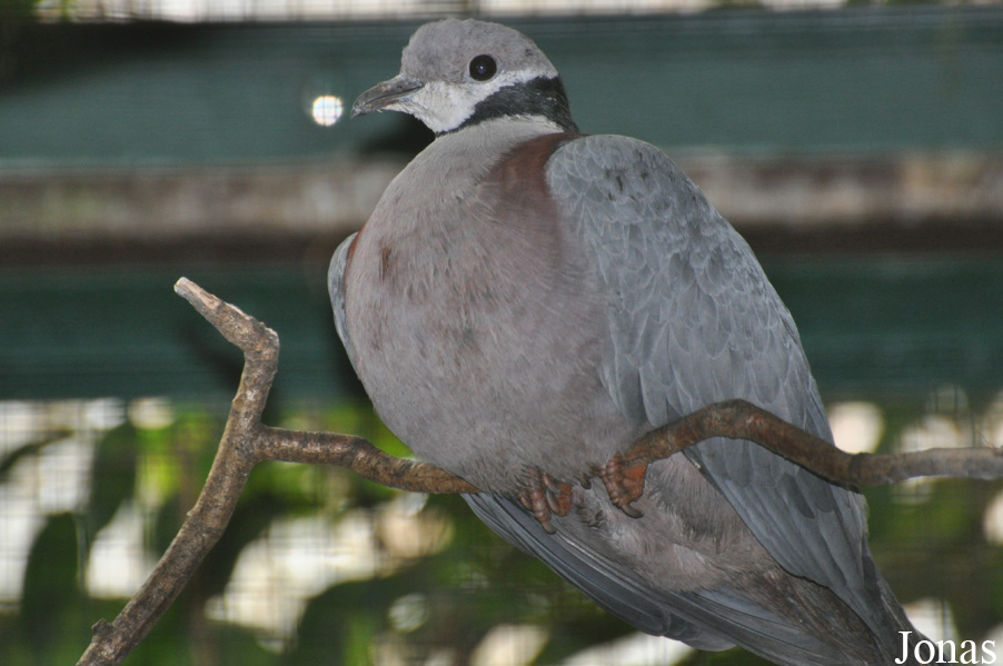 Ducula mullerii